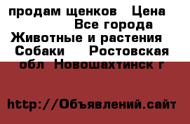 продам щенков › Цена ­ 15 000 - Все города Животные и растения » Собаки   . Ростовская обл.,Новошахтинск г.